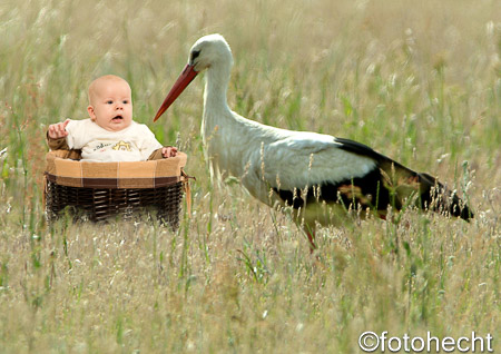 Storch auf der Wiese